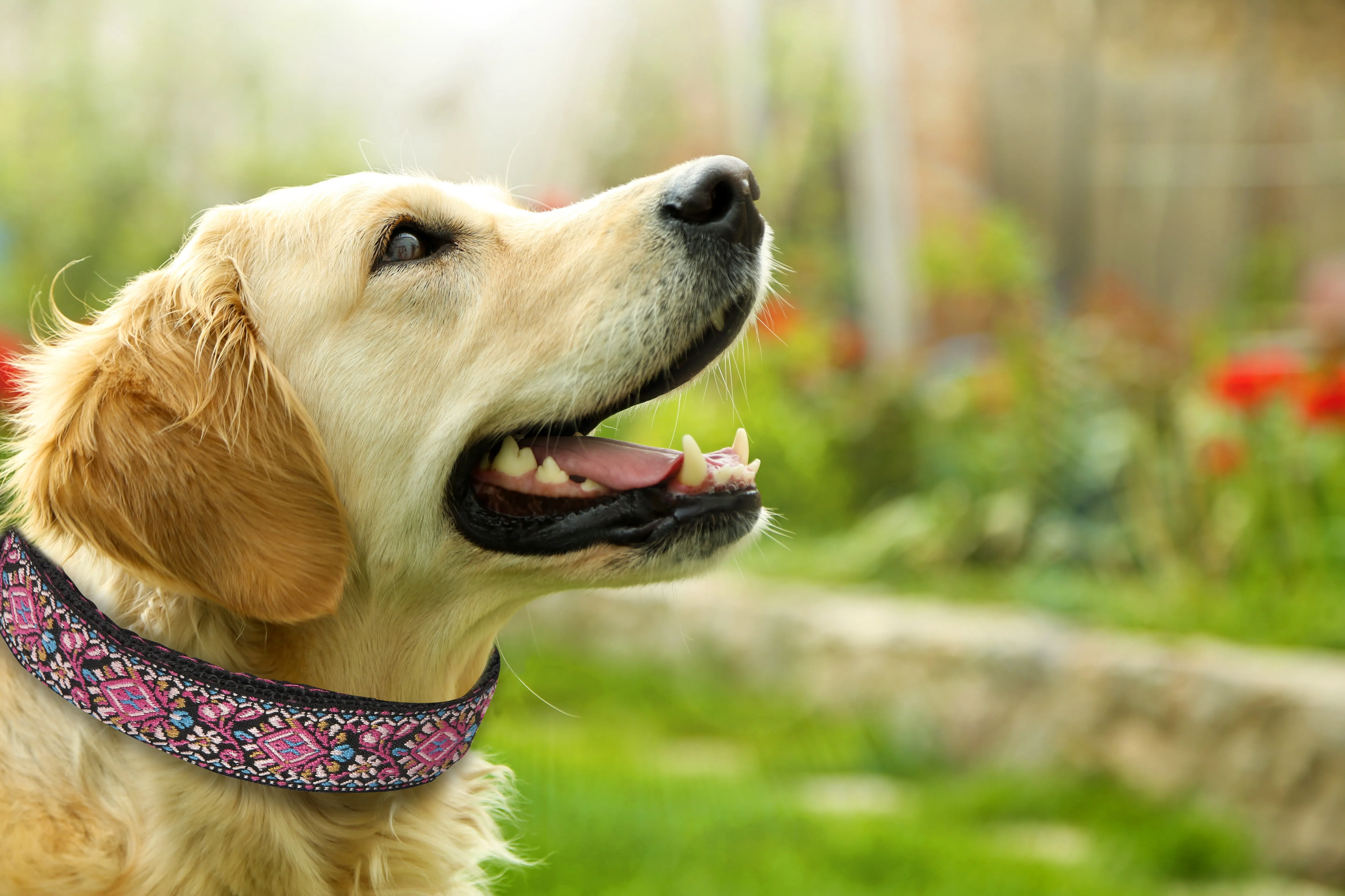 Pink Woven Dog Collar- Quick Release Durable and Strong Dog Collar for Small, Medium and Large Dogs