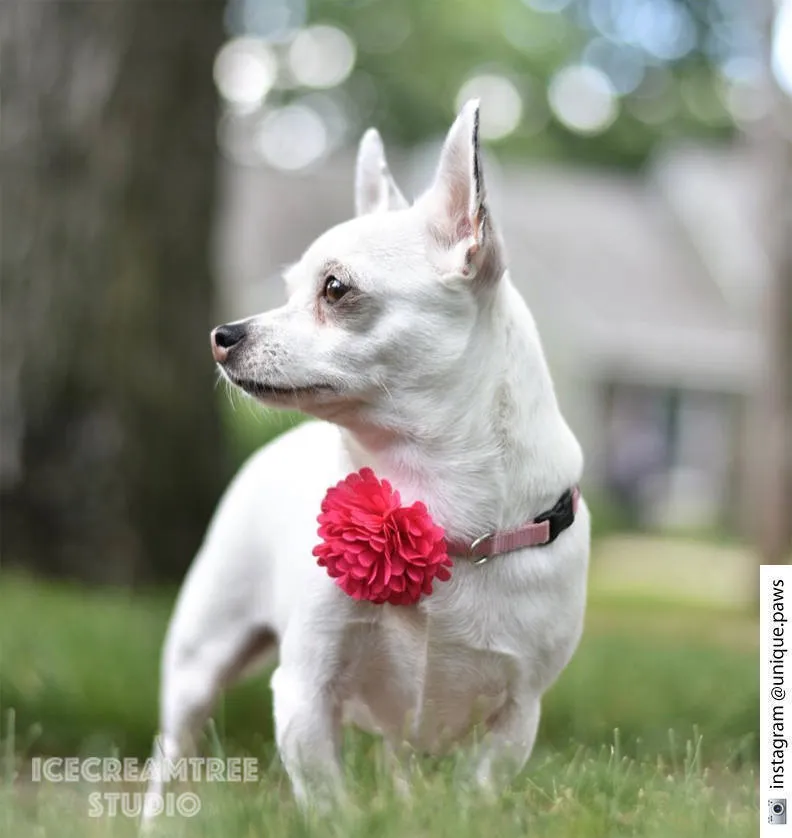 PomPom Green Bloom Collar Slide On - Small Flower Collar Accessory