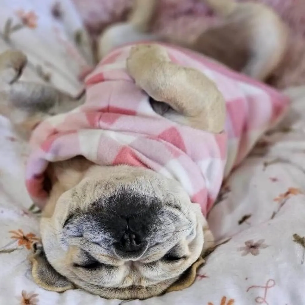 The Floofy Fleece Dog Coat | Pink Gingham