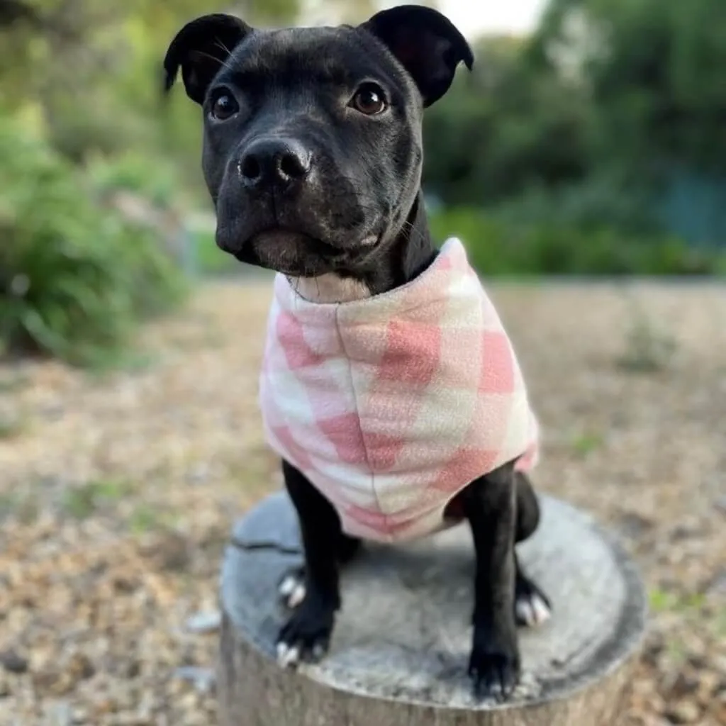 The Floofy Fleece Dog Coat | Pink Gingham